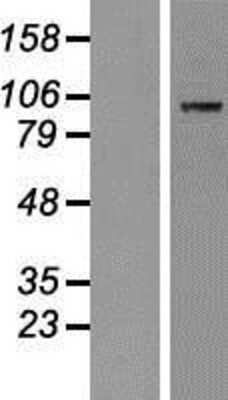 Western Blot: MAP4K5 Overexpression Lysate [NBP2-09834]