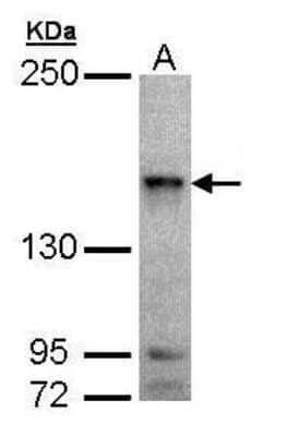 Western Blot: MAP4K6 Antibody [NBP1-32766]