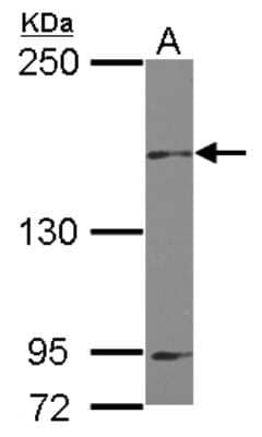 Western Blot: MAP4K6 Antibody [NBP2-17221]