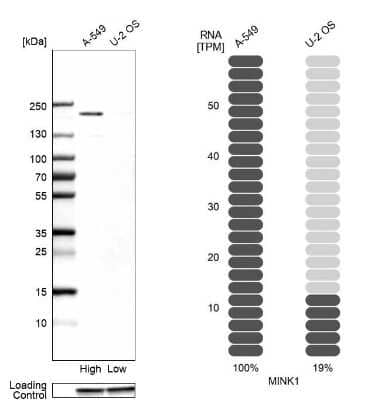 Western Blot: MAP4K6 Antibody [NBP2-49220]