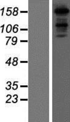 Western Blot: MAP4K6 Overexpression Lysate [NBP2-05219]