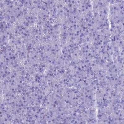 Immunohistochemistry-Paraffin: MAP6 Antibody [NBP2-14221]