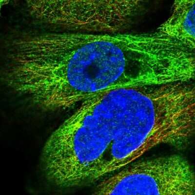 Immunocytochemistry/ Immunofluorescence: MAP7 Antibody [NBP1-84853]
