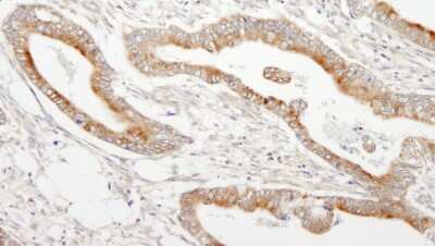 Immunohistochemistry-Paraffin: MAP7 Antibody [NB100-74618]