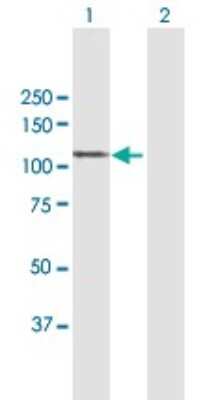 Western Blot: MAP7 Antibody [H00009053-B01P]