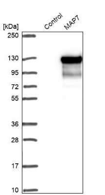 Western Blot: MAP7 Antibody [NBP1-84853]