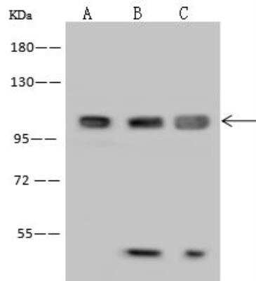 Western Blot: MAP7 Antibody [NBP2-97907]