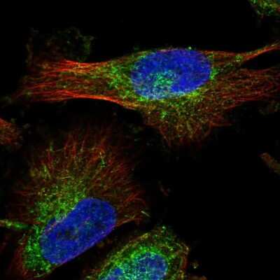 Immunocytochemistry/ Immunofluorescence: MAP7D1 Antibody [NBP1-83866]