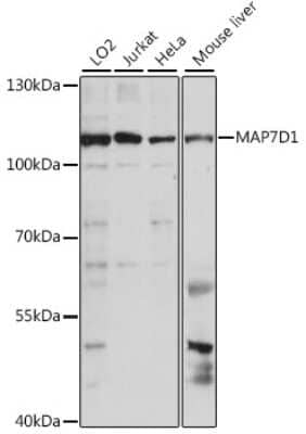 Western Blot: MAP7D1 AntibodyAzide and BSA Free [NBP3-04828]