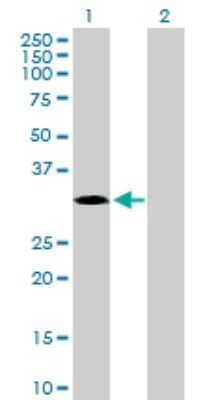 Western Blot: MAPK15 Antibody [H00225689-B02P]