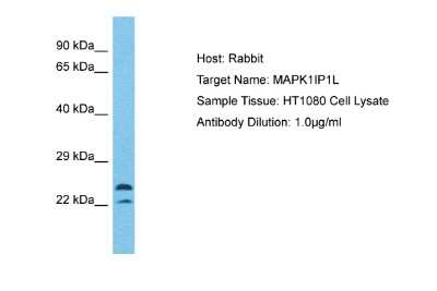 Western Blot: MAPK1IP1L Antibody [NBP2-83183]