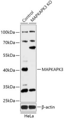 Western Blot: MAPKAP Kinase 3 AntibodyAzide and BSA Free [NBP3-03381]