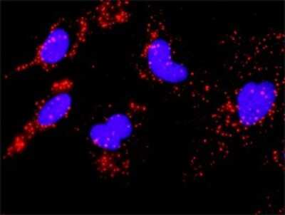 Proximity Ligation Assay: MAPKAPK2 Antibody (2B3) [H00009261-M01]