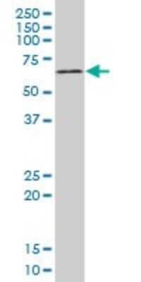 Western Blot: MAPKAPK2 Antibody (3B8) [H00009261-M08]