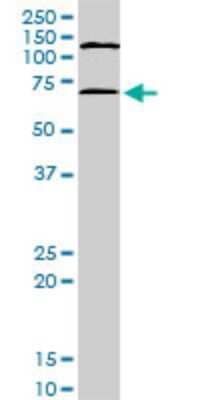 Western Blot: MAPKAPK2 Antibody (3B8) [H00009261-M08]