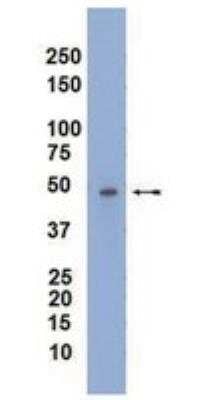 Western Blot: MAPKAPK2 Antibody (7H4.2)BSA Free [NBP2-29767]