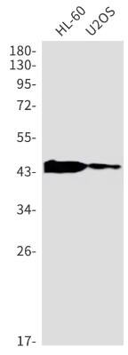 Western Blot: MAPKAPK2 Antibody (S07-1F5) [NBP3-19891]