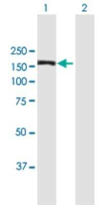 Western Blot: MAPKBP1 Antibody [H00023005-B01P]