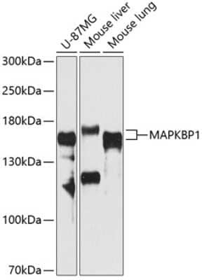 Western Blot: MAPKBP1 AntibodyBSA Free [NBP3-03917]