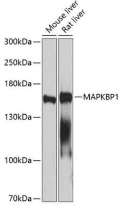 Western Blot: MAPKBP1 AntibodyBSA Free [NBP3-03918]