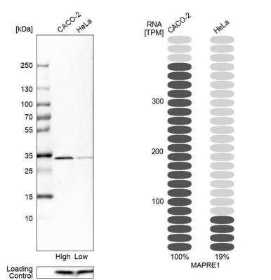 Western Blot: MAPRE1 Antibody [NBP1-84928]