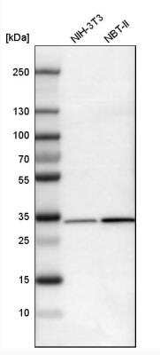 Western Blot: MAPRE1 Antibody [NBP1-84928]