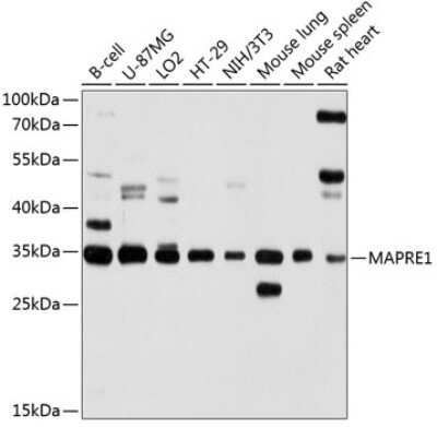 Western Blot: MAPRE1 AntibodyAzide and BSA Free [NBP3-04693]