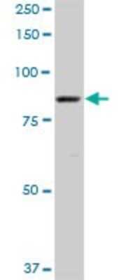 Western Blot: MARCH10 Antibody [H00162333-D01P]