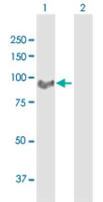 Western Blot: MARCH10 Antibody [H00162333-D01P]