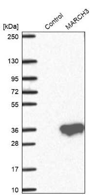 Western Blot: MARCH3 Antibody [NBP1-81260]