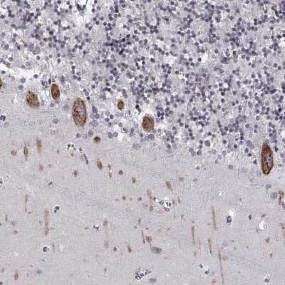 Immunohistochemistry-Paraffin: MARCH4 Antibody [NBP1-91639]