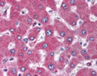 Immunohistochemistry-Paraffin: MARCH4 Antibody [NBP2-24502]