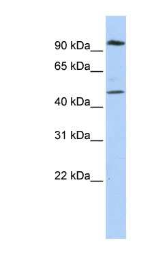 Western Blot: MARCH4 Antibody [NBP1-59736]