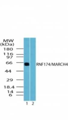 Western Blot: MARCH4 Antibody [NBP2-24502]