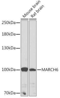 Western Blot: MARCH6 AntibodyAzide and BSA Free [NBP2-92292]