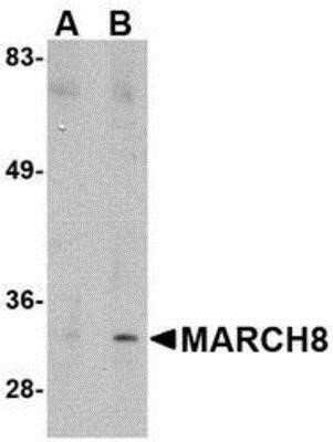 Western Blot: MARCH8 AntibodyBSA Free [NBP1-76959]