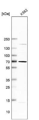 Western Blot: MARCH8 Antibody [NBP1-85540]