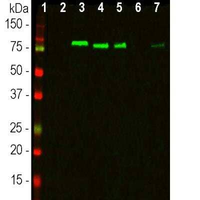 Western Blot: MARCKS Antibody [NBP3-05539]