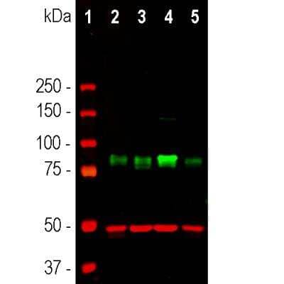 Western Blot: MARCKS Antibody [NBP3-05540]