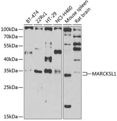 Western Blot: MARCKS like protein AntibodyBSA Free [NBP3-03324]