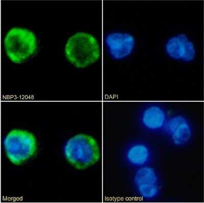 Immunocytochemistry/ Immunofluorescence: MARCO Antibody (PLK1) - Chimeric - Azide and BSA Free [NBP3-12048]