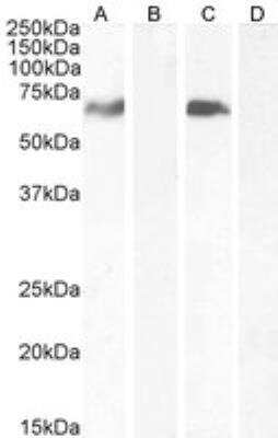 Western Blot: MARK4 Antibody [NB100-1013]