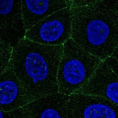 Immunocytochemistry/ Immunofluorescence: MARVELD2 Antibody [NBP2-57449]