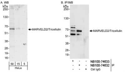 Western Blot: MARVELD2 Antibody [NB100-74633]