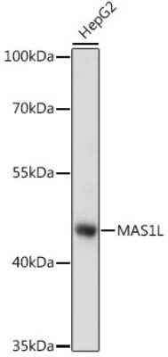 Western Blot: MAS1L AntibodyAzide and BSA Free [NBP3-04772]