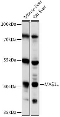 Western Blot: MAS1L AntibodyAzide and BSA Free [NBP3-04773]