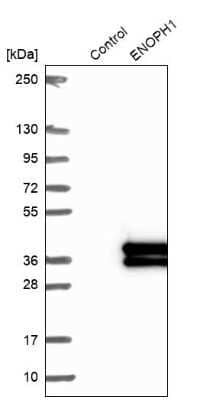 Western Blot: MASA Antibody [NBP2-13961]