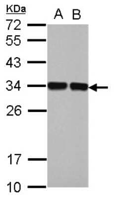 Western Blot: MASA Antibody [NBP2-17226]