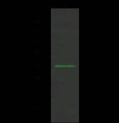 Western Blot: MASA Antibody [NBP2-99161]