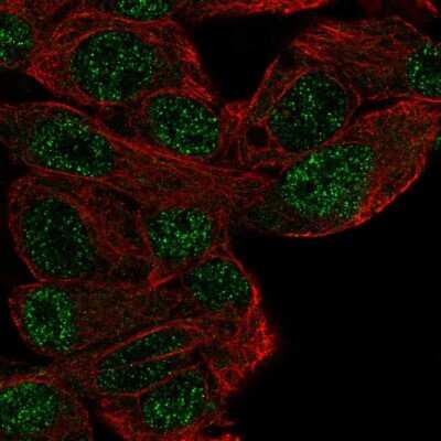 Immunocytochemistry/ Immunofluorescence: MASL1 Antibody [NBP2-58552]